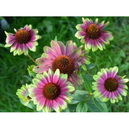 2 Echinacea Sweet Sandia New Unique Coneflower in 3