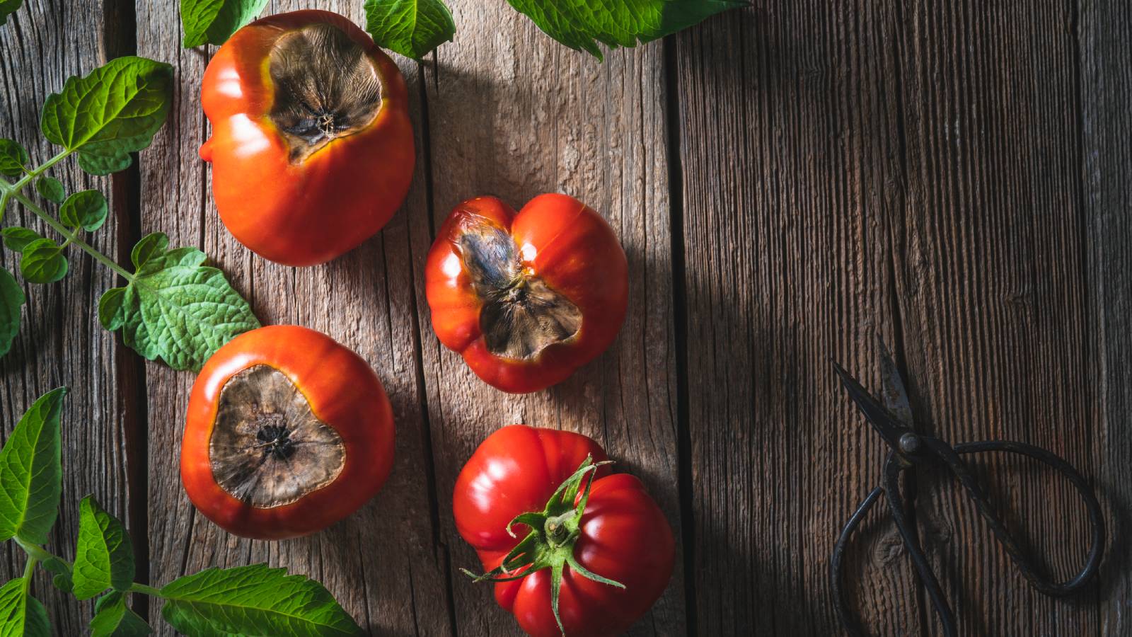 Four tomatoes with dark, sick looking spots from blossom end rot