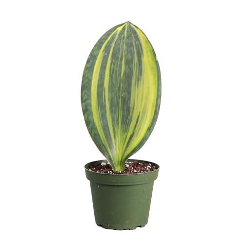 Live Variegated Whale Fin Snake Plant, Low Light, 4