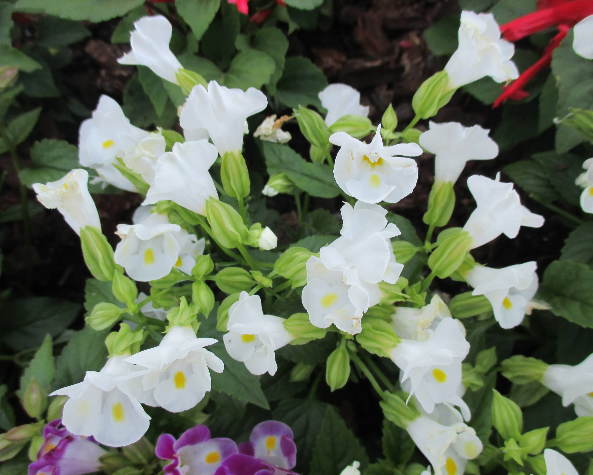 White wishbone plant flowers
