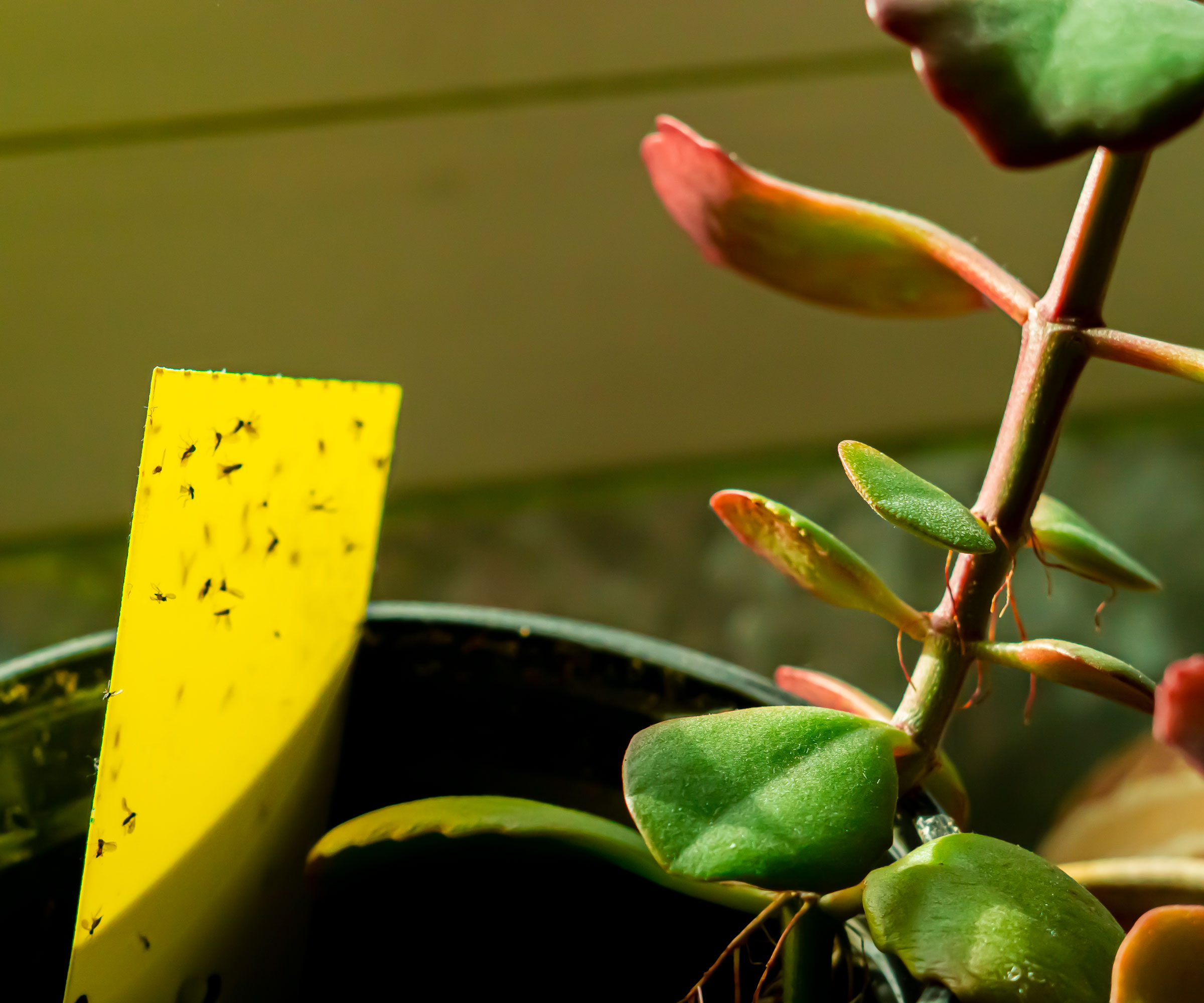 yellow sticky trap in houseplant pot