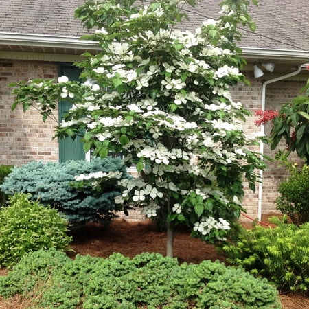 Expert Gardener 4-5' Dogwood Venus® in 1 Gal. Grower Pot