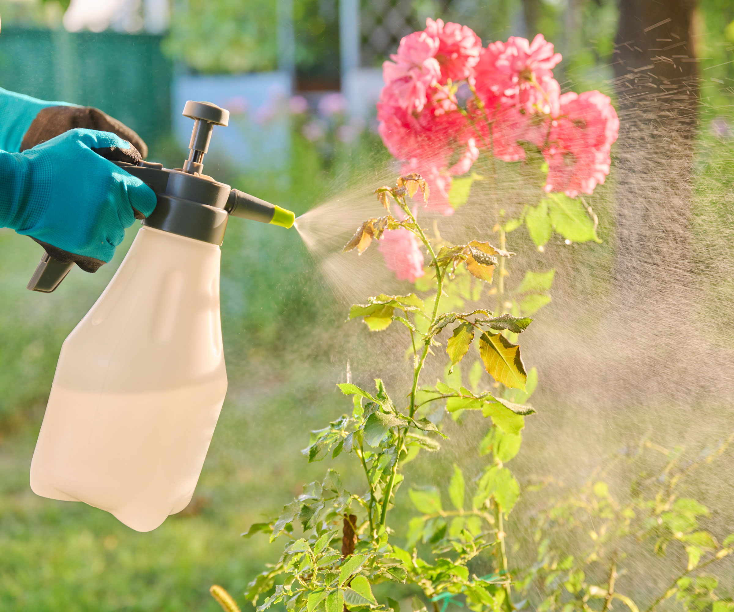 spraying pesticide on rose bush with pink flowers