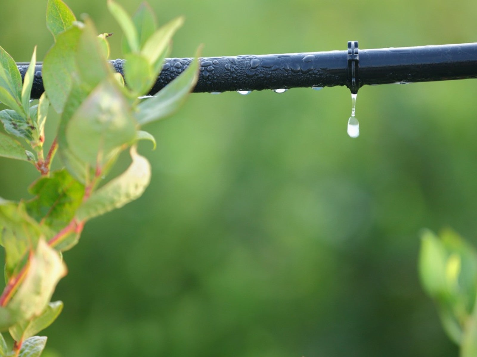 Close Up Of A Drip Irrigation System