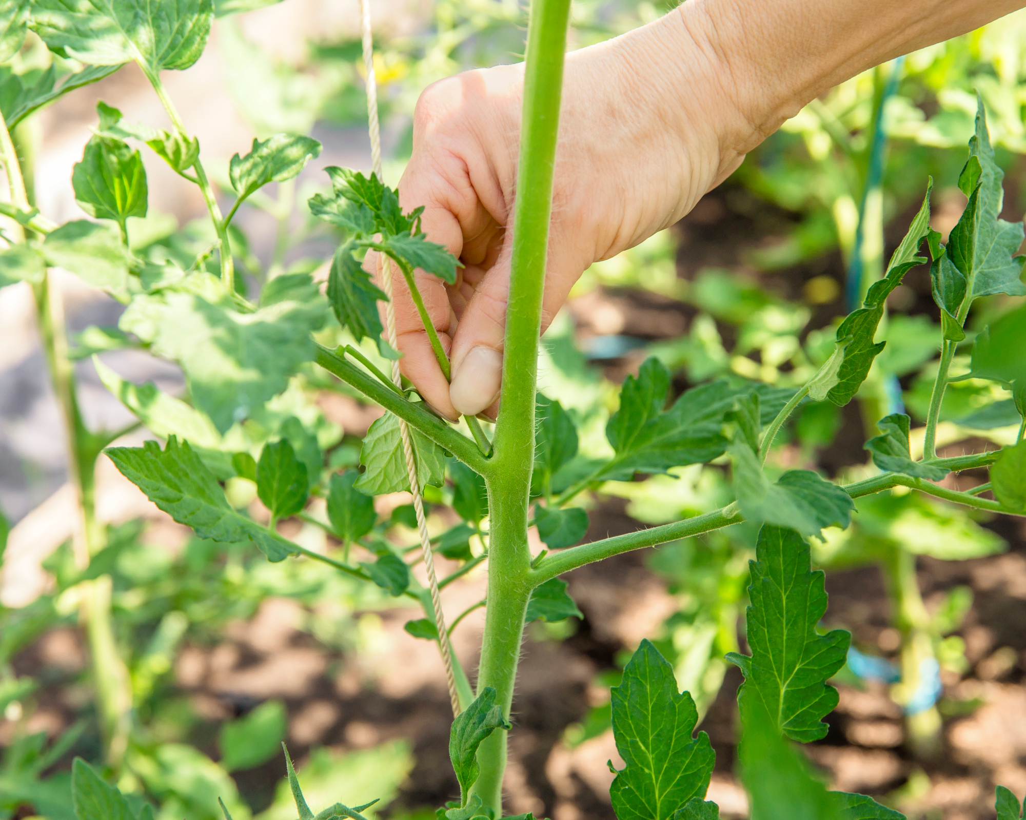 man pruning suckers off tomato plant