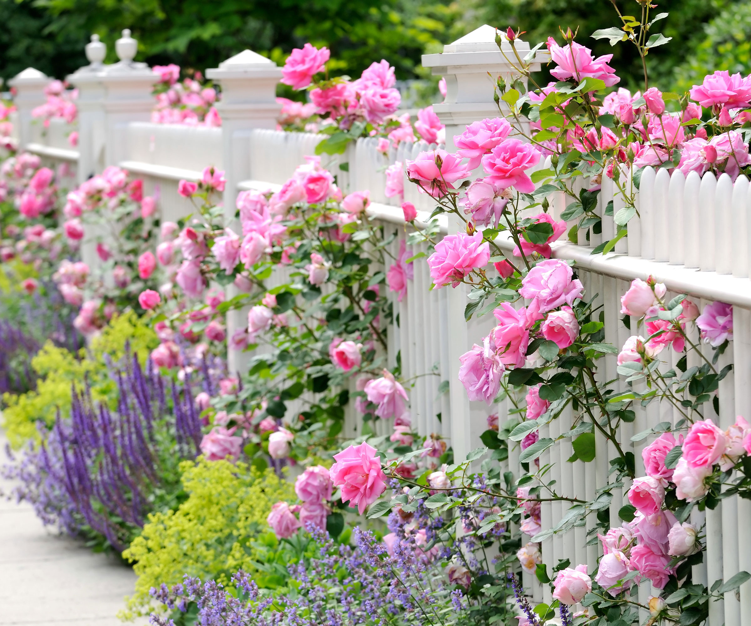 pink roses on white picket fence behind groups of lavender and lady's mantle