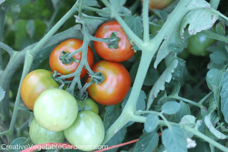 tomatoes being cage