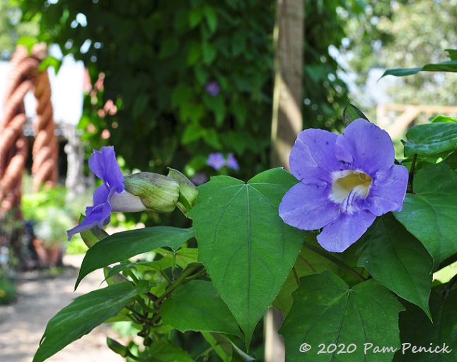 16_Blue_clock_vine.jpg
