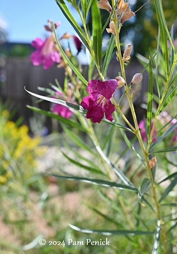 09_Desert_willow.jpg