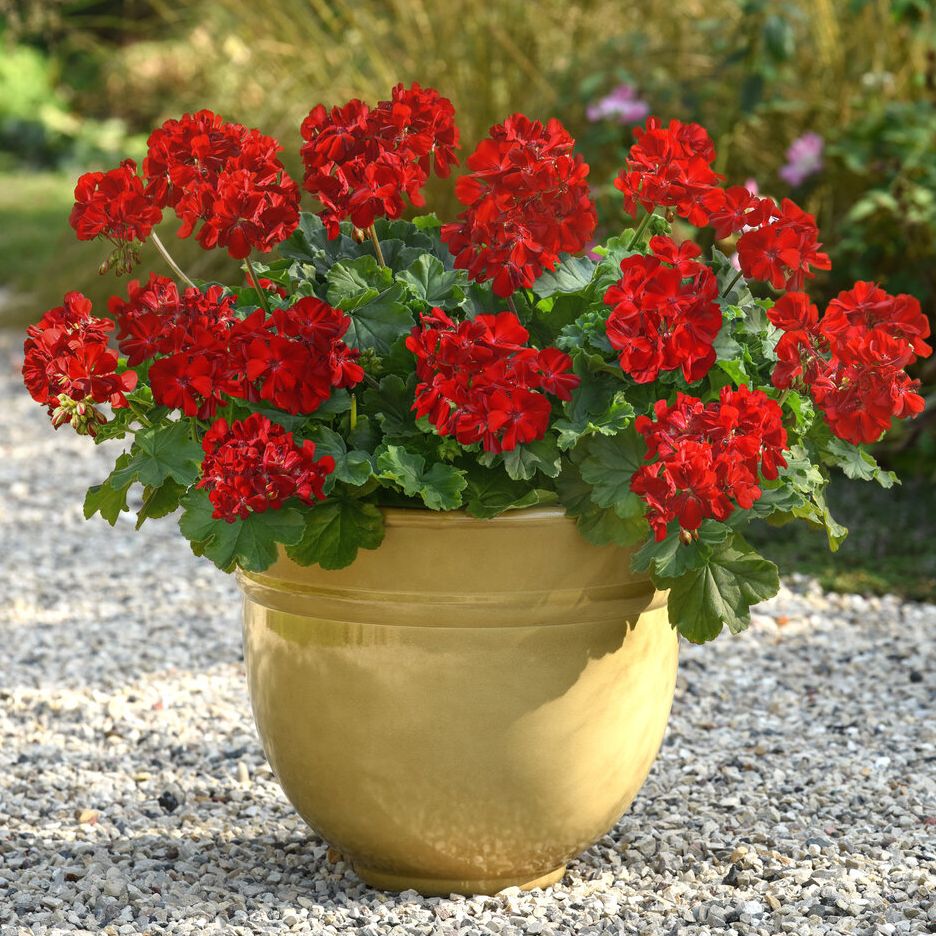 Solera™ Dark Red Geranium