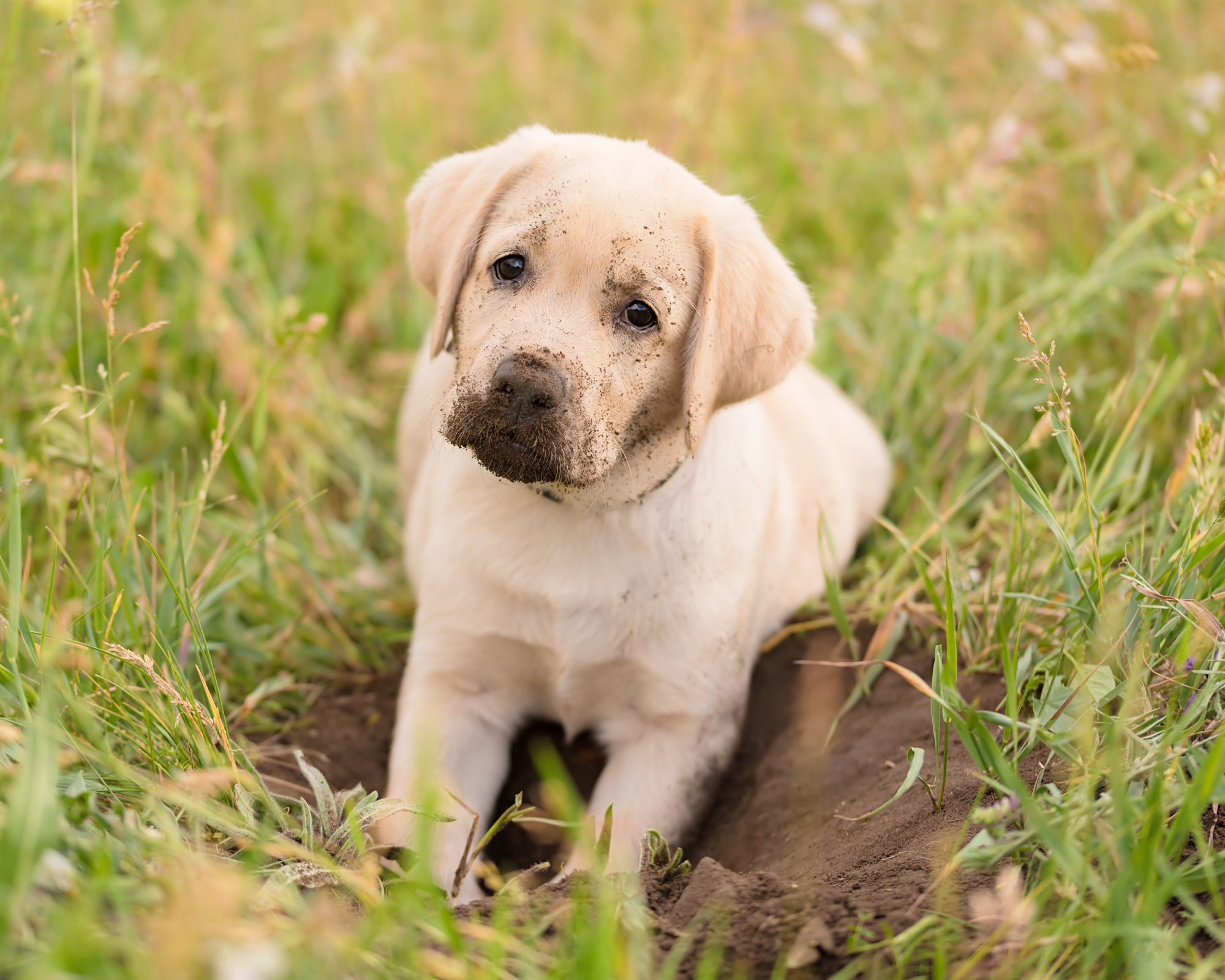sad puppy digging hole in grass