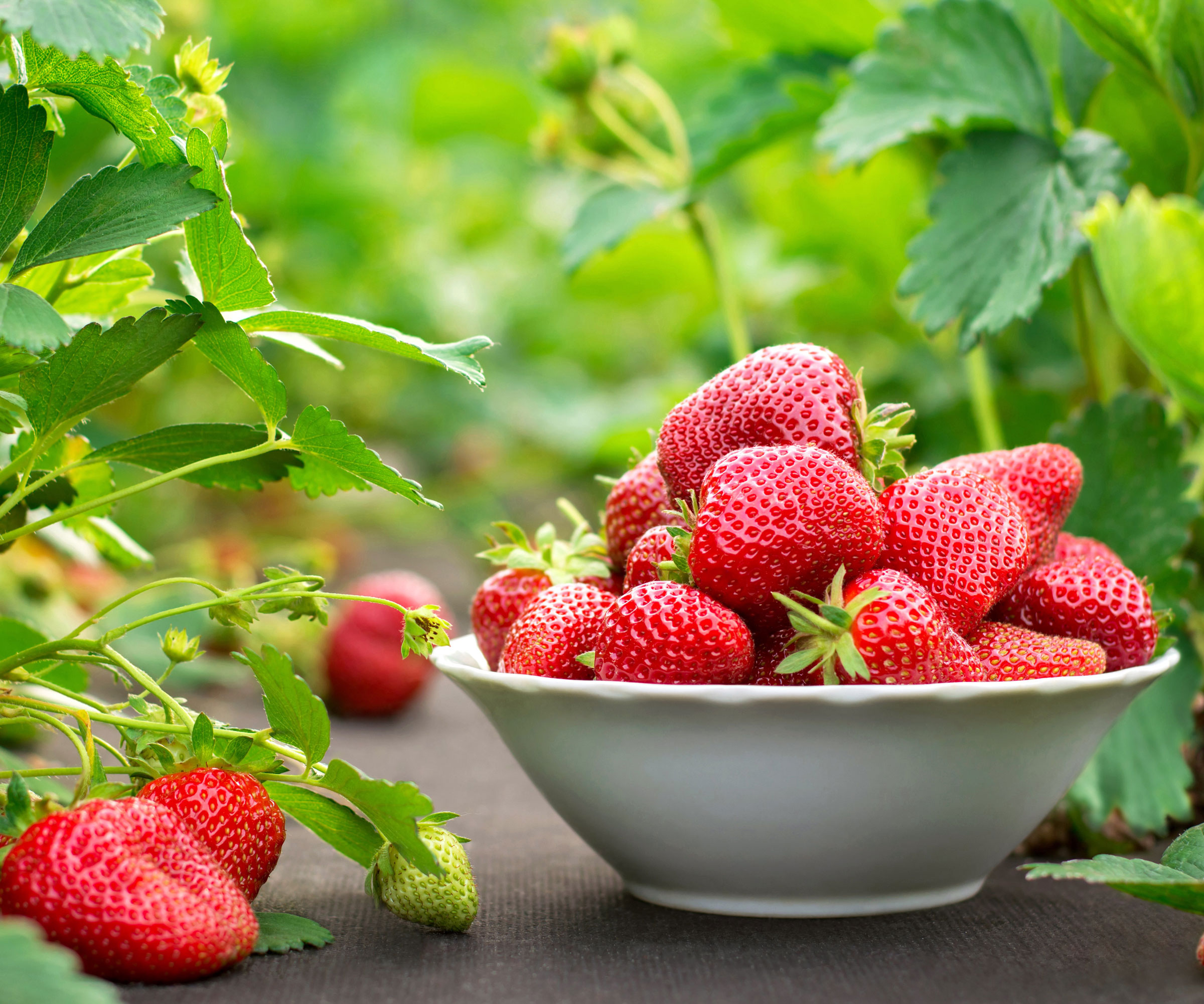 strawberry harvest of berries in white dish with plants