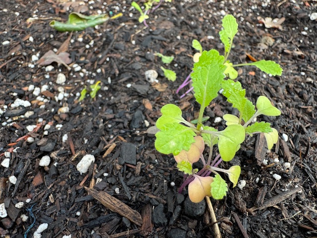 Turnip seedling