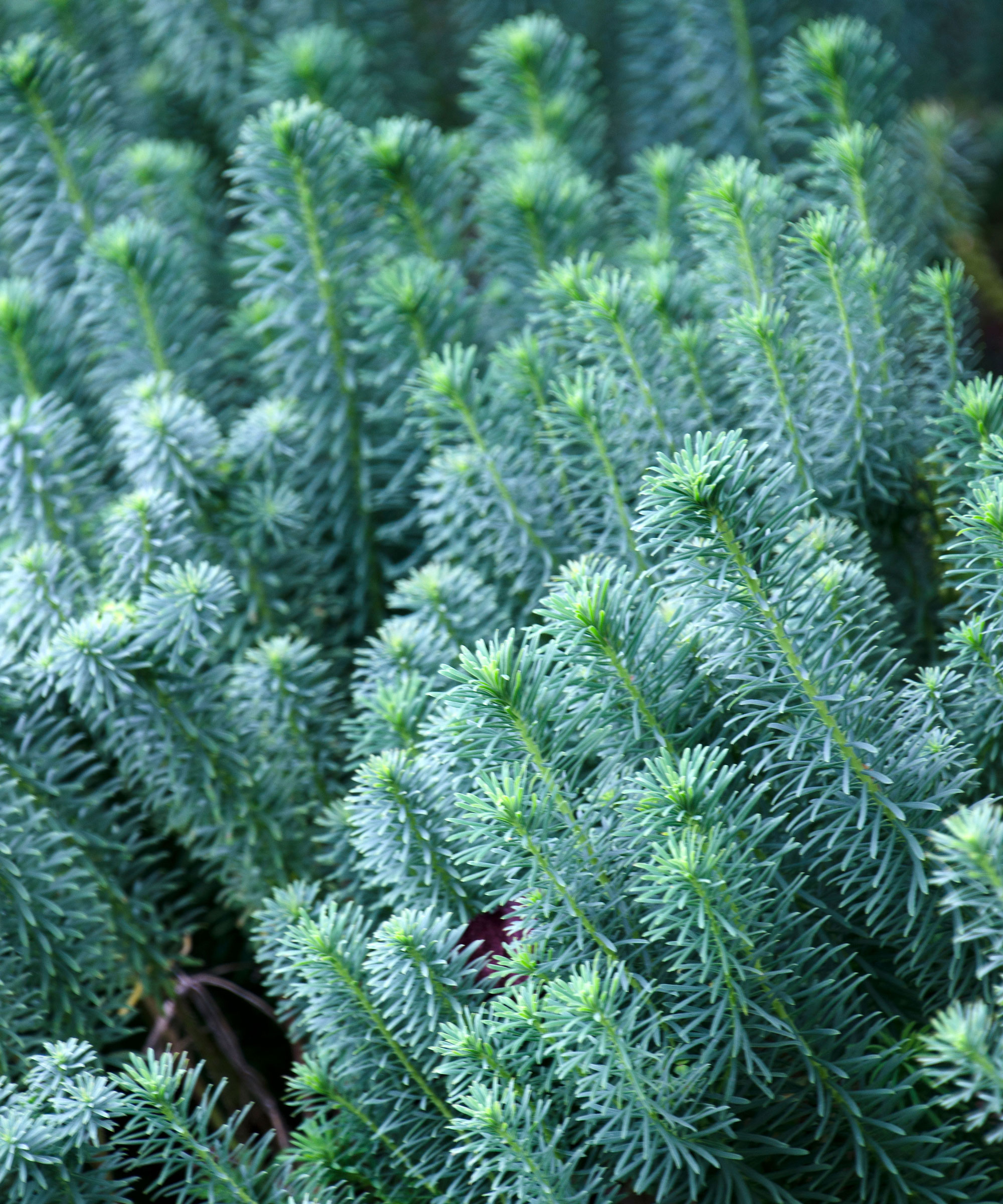 blue spruce stonecrop with shimmering pale blue foliage