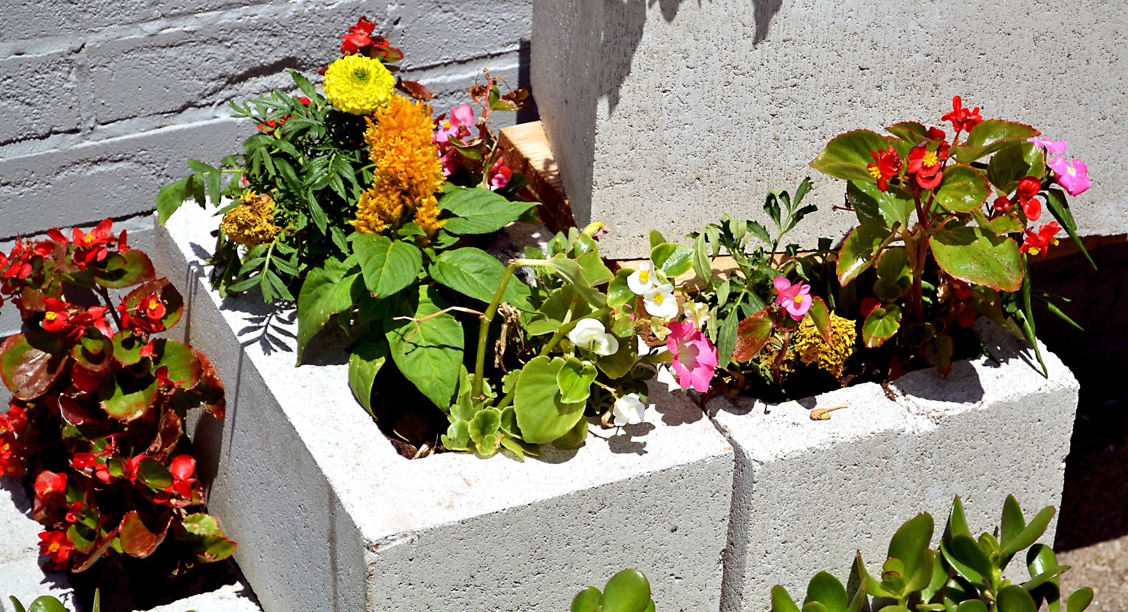 Flowers growing in stacked cinder blocks