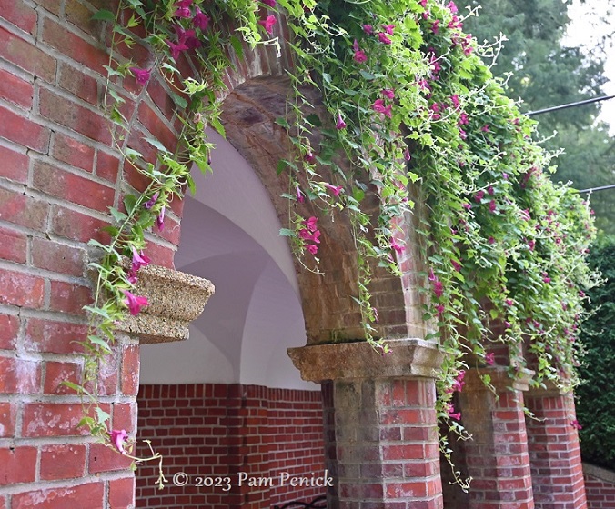 06_Pink_flower_vine.jpg