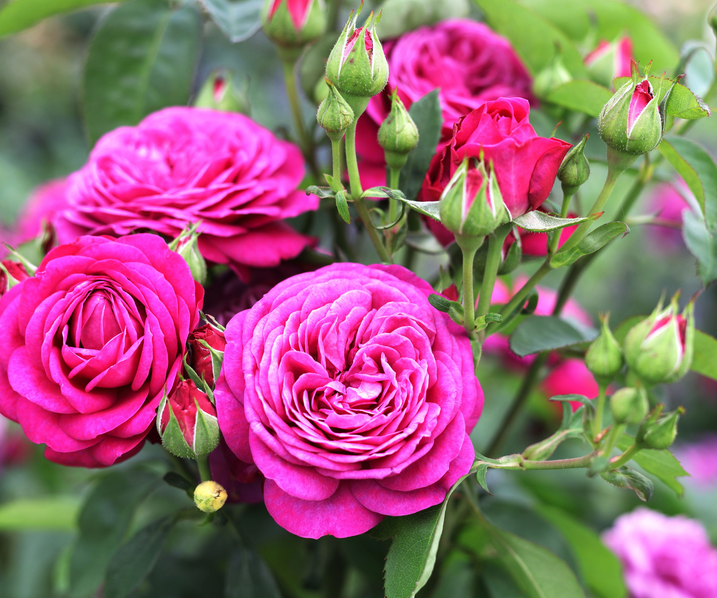 pink rose with large plush petals and no thorns