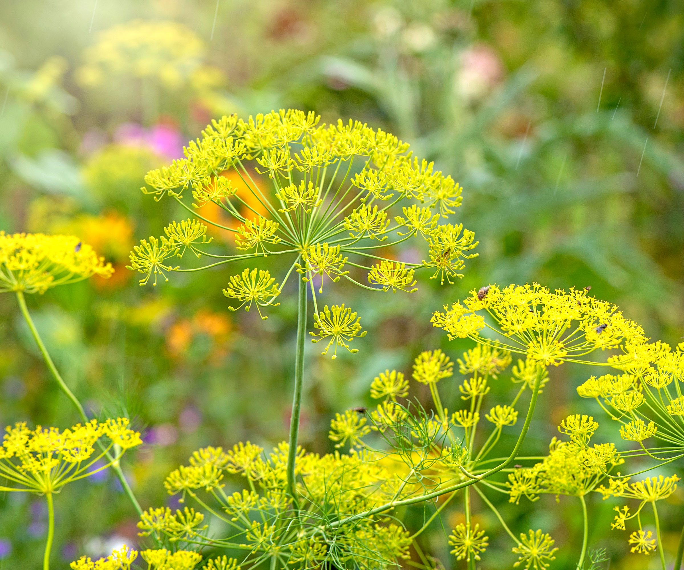 fennel plant with bright chartreuse flowers