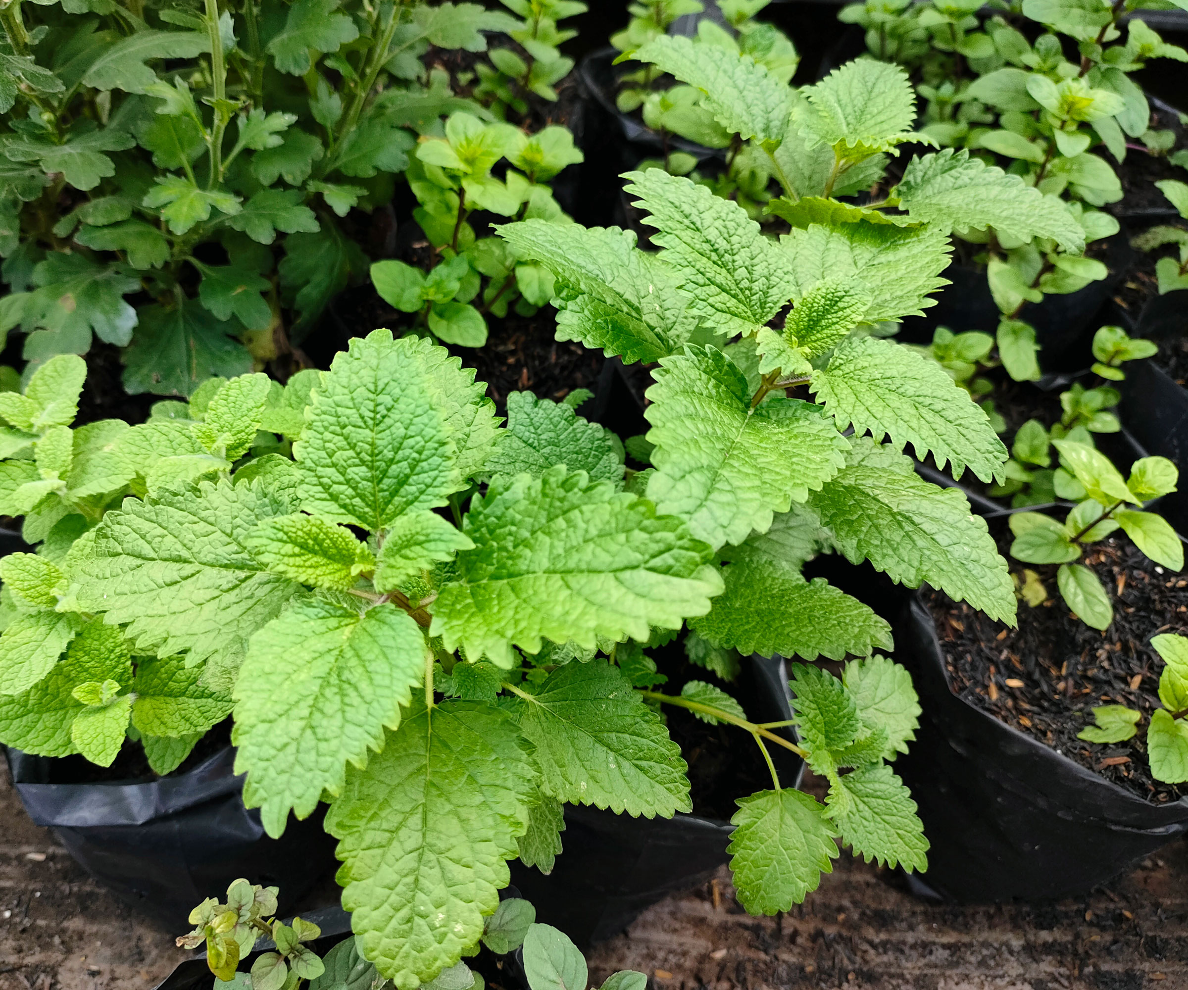 lemon balm plant in shady courtyard