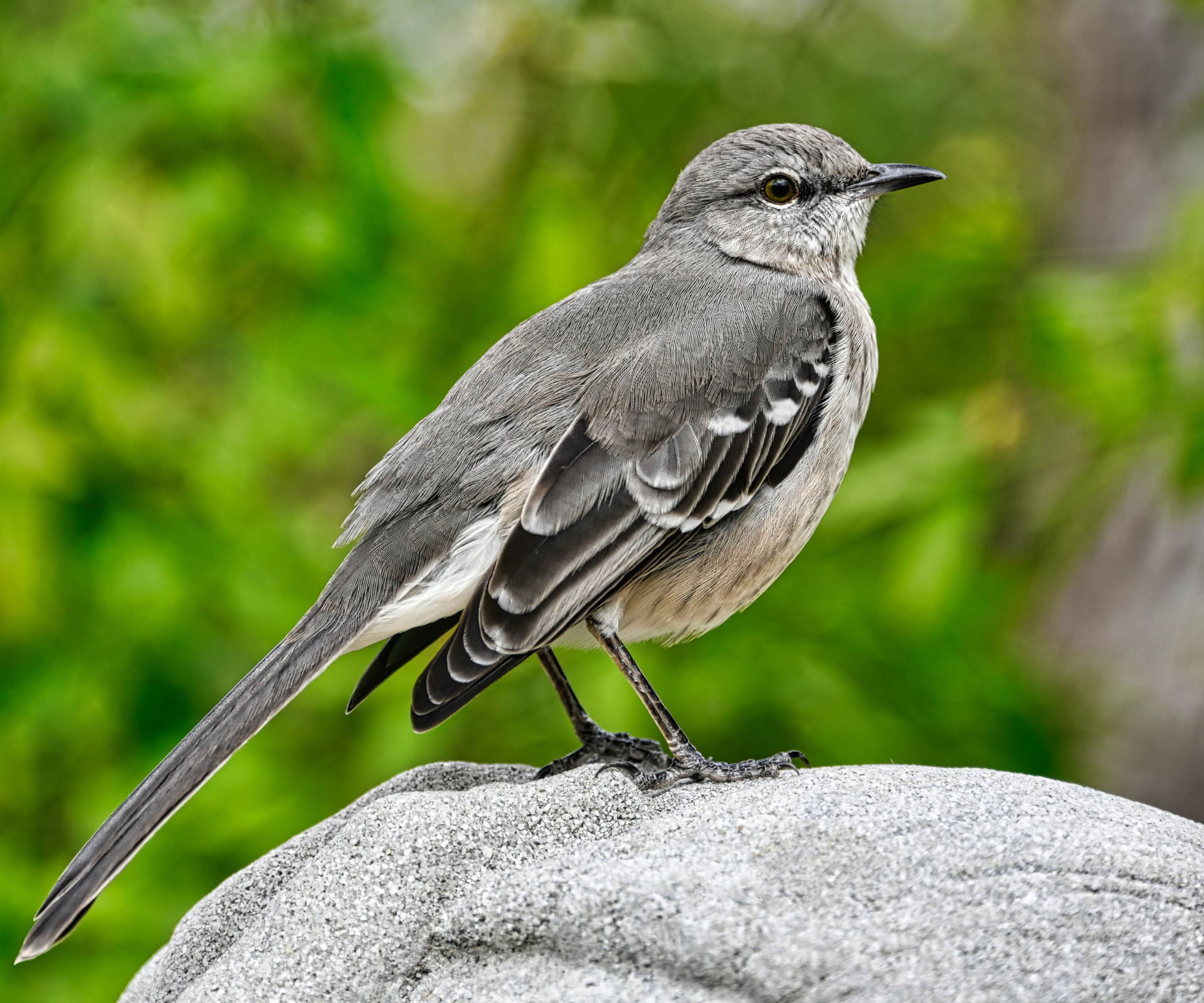 The state birds of the USA - mockingbird