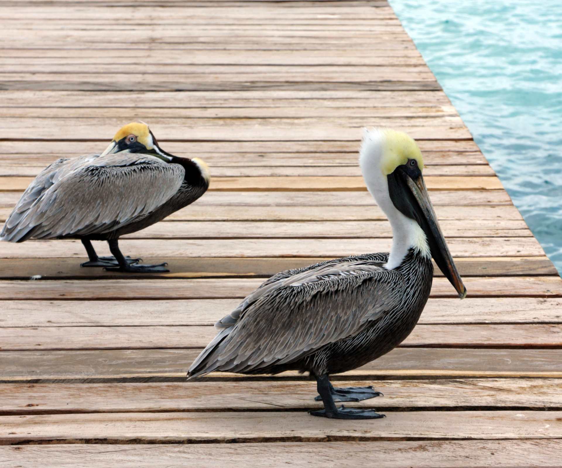 The state birds of the USA