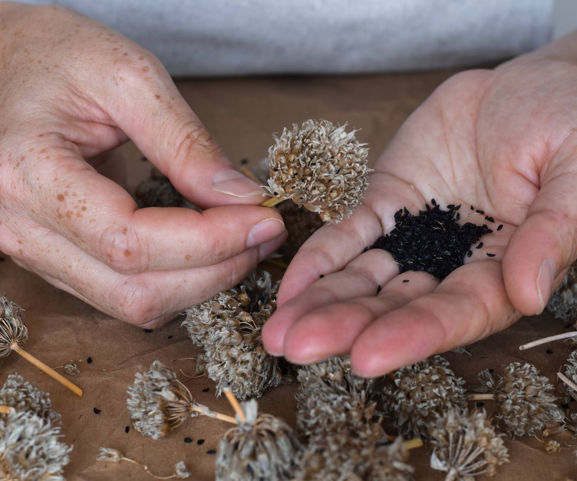 Hands harvesting chives seeds from dried flower heads