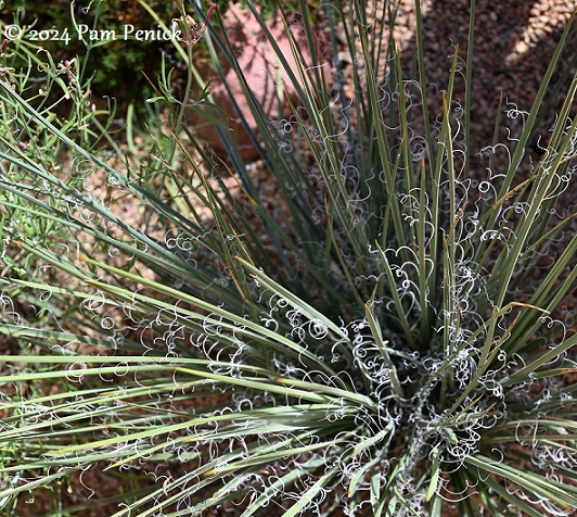 07_Navajo_yucca.jpg