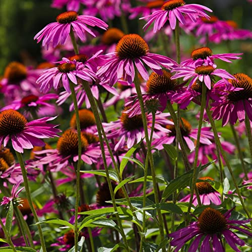 Clovers Garden Purple Coneflower (echinacea Purpurea) Plants – Two (2) Live Plants – Non-Gmo - Not Seeds - Each 4