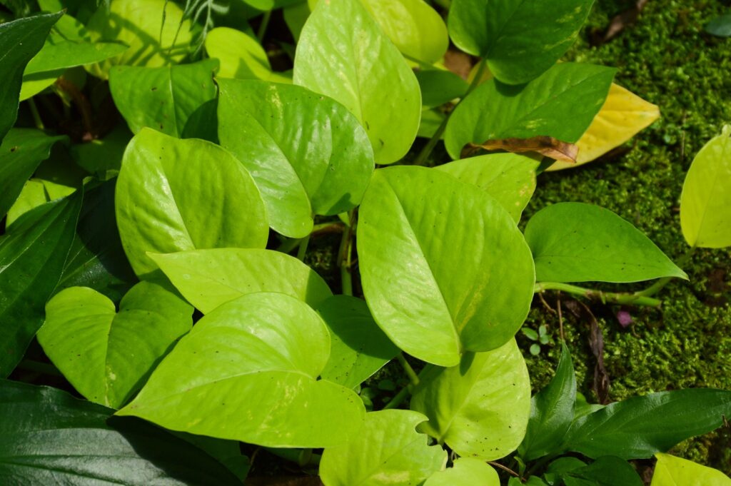 Pothos-bigstock-123003932-1024x681.jpg