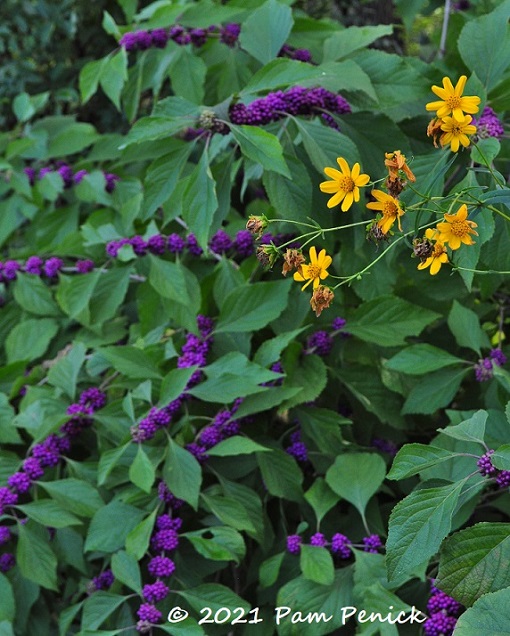 50_Beautyberry_Yellow_flowers.jpg