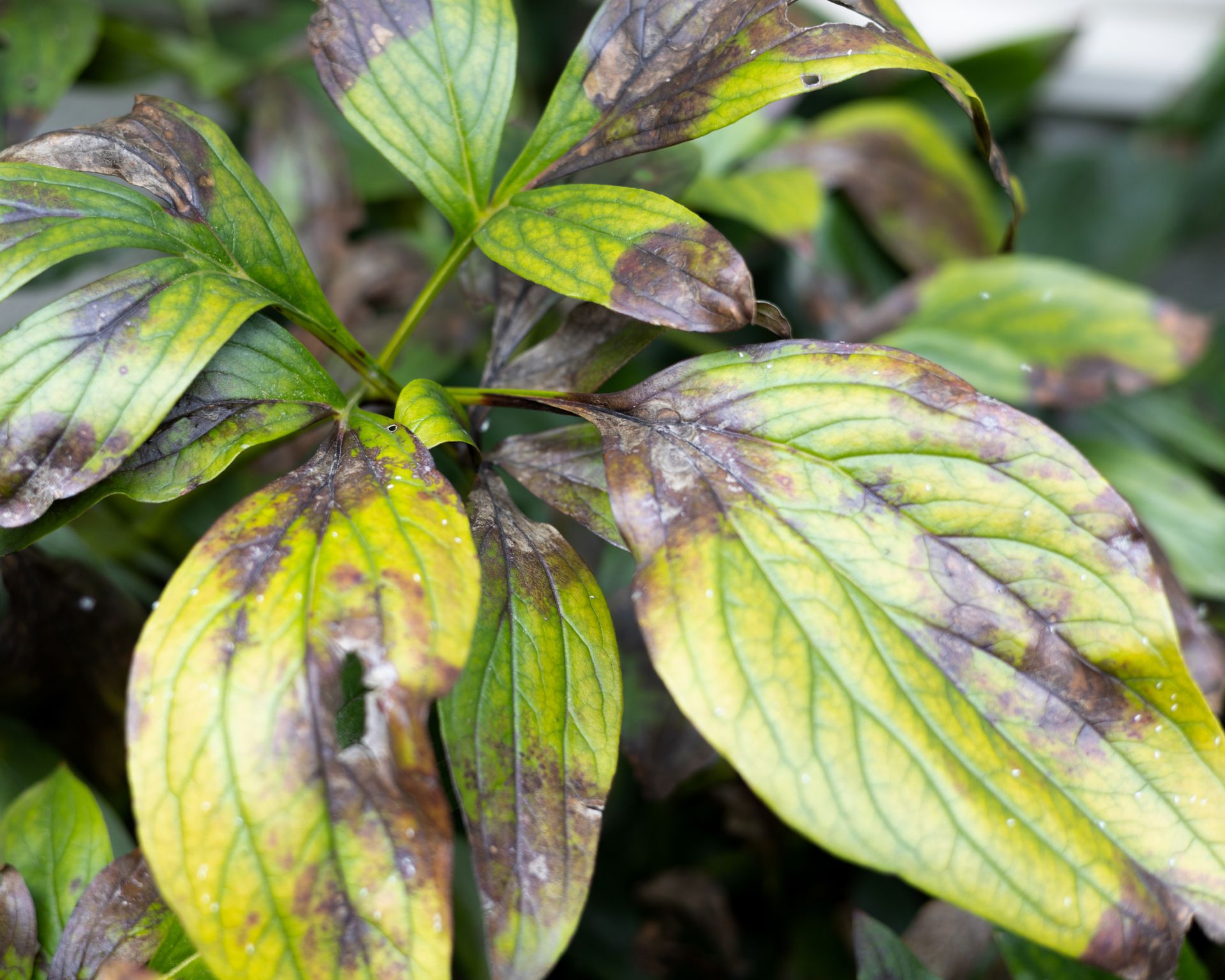 peony leaves with fungal disease