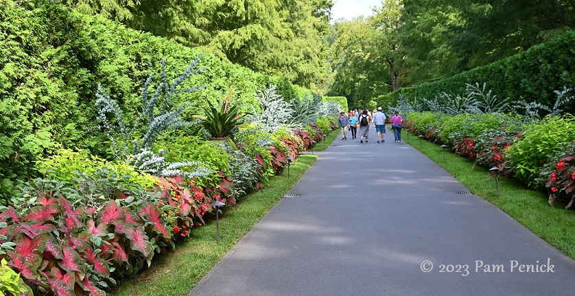 02_Caladium_walk.jpg