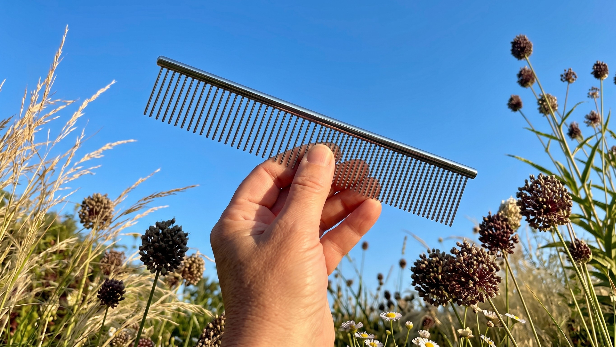 Dog comb used to care for ornamental grasses in August and reduce weeding Dog comb used to care for ornamental grasses in August and reduce weeding