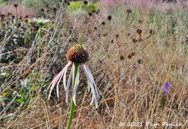 04_Echinacea_meadow_plants.jpg