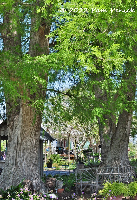 18_Bald_cypresses.jpg