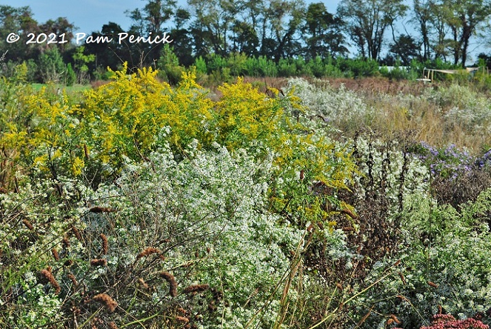 31_Asters_meadow_plants.jpg