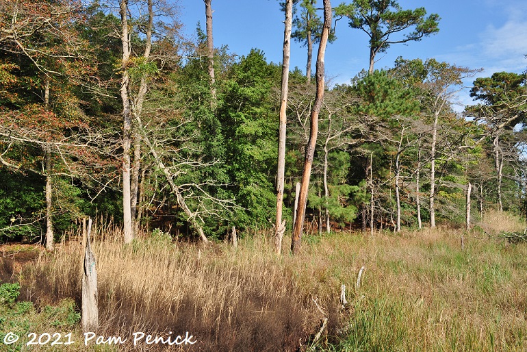 54_Marsh.jpg