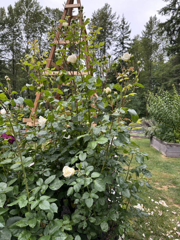 Tranquility-Rose-Bush-David-Austin-600x800.jpg