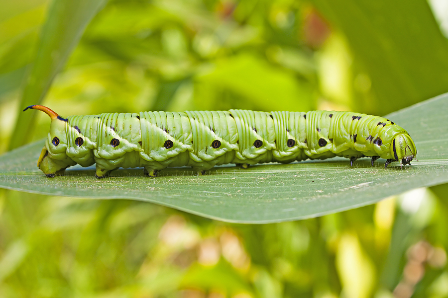 tomato hornworm