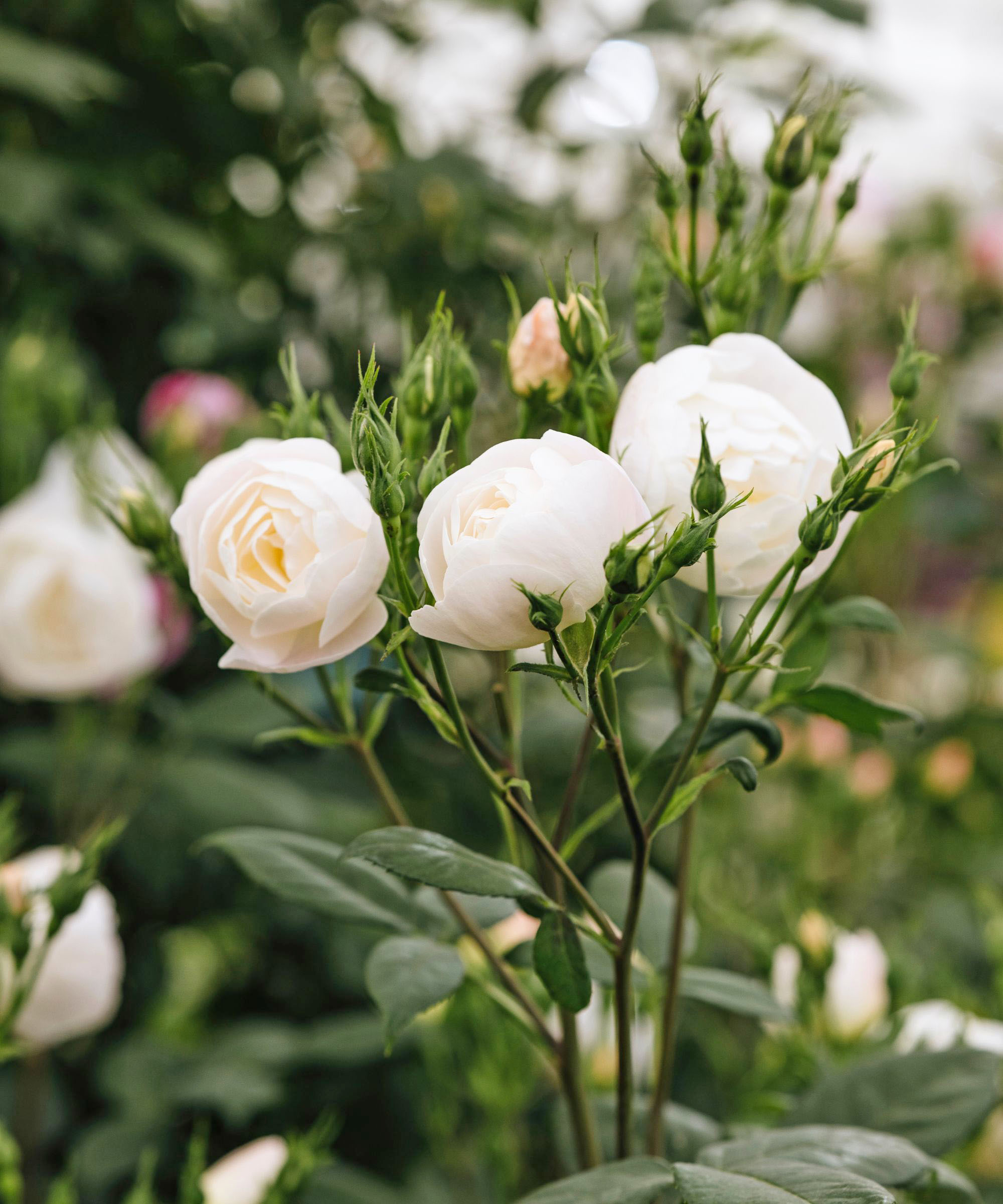 David Beckham rose