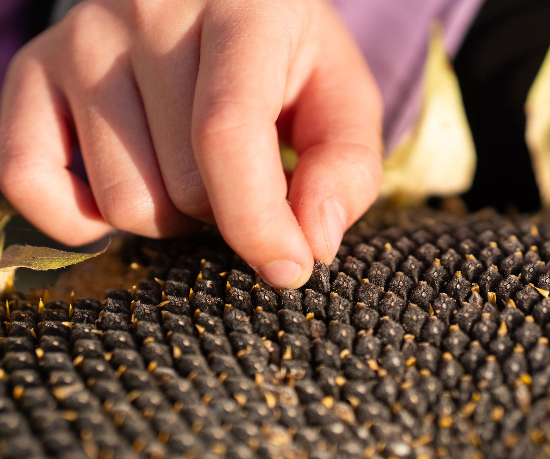 black oil sunflower seeds being picked by hand from sunflower plant
