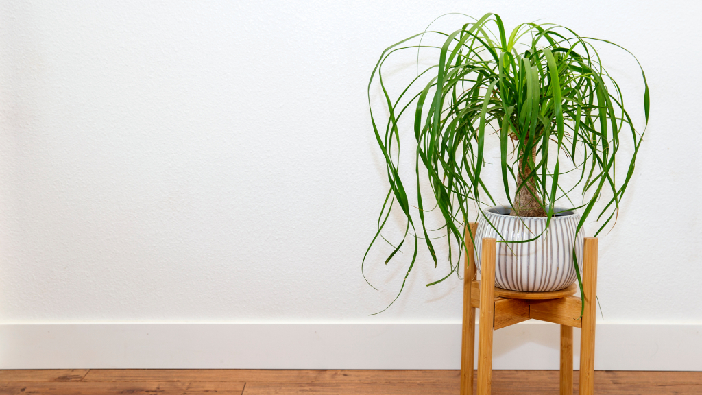 Ponytail palm on a plant stand.
