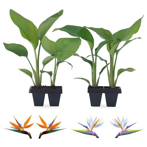 Bird of Paradise Plants Live (4-Pack), Strelitzia Plants With Perennial Orange (2) and White (2) Flowers, Indoor/outdoor Plants, Exotic Tropical Decor, Not Artificial, 6-10 Bird of Paradise Plants Live (4-Pack), Strelitzia Plants With Perennial Orange (2) and White (2) Flowers, Indoor/outdoor Plants, Exotic Tropical Decor, Not Artificial, 6-10