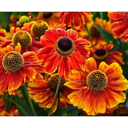 Sneezeweed Live Plant Plugs – Helenium Autumnale Hardy Native Perennial Starter Plants – Bright Yellow & Orange Pollinator Flowers for Gardens & Landscaping (1 Plant)