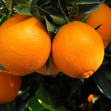 Brighter Blooms - Navel Orange Tree, 2-3 Ft. - No Shipping to Ak, Al, Az, Ca, Fl, Ga, Hi, La, Ms, Or, Tx