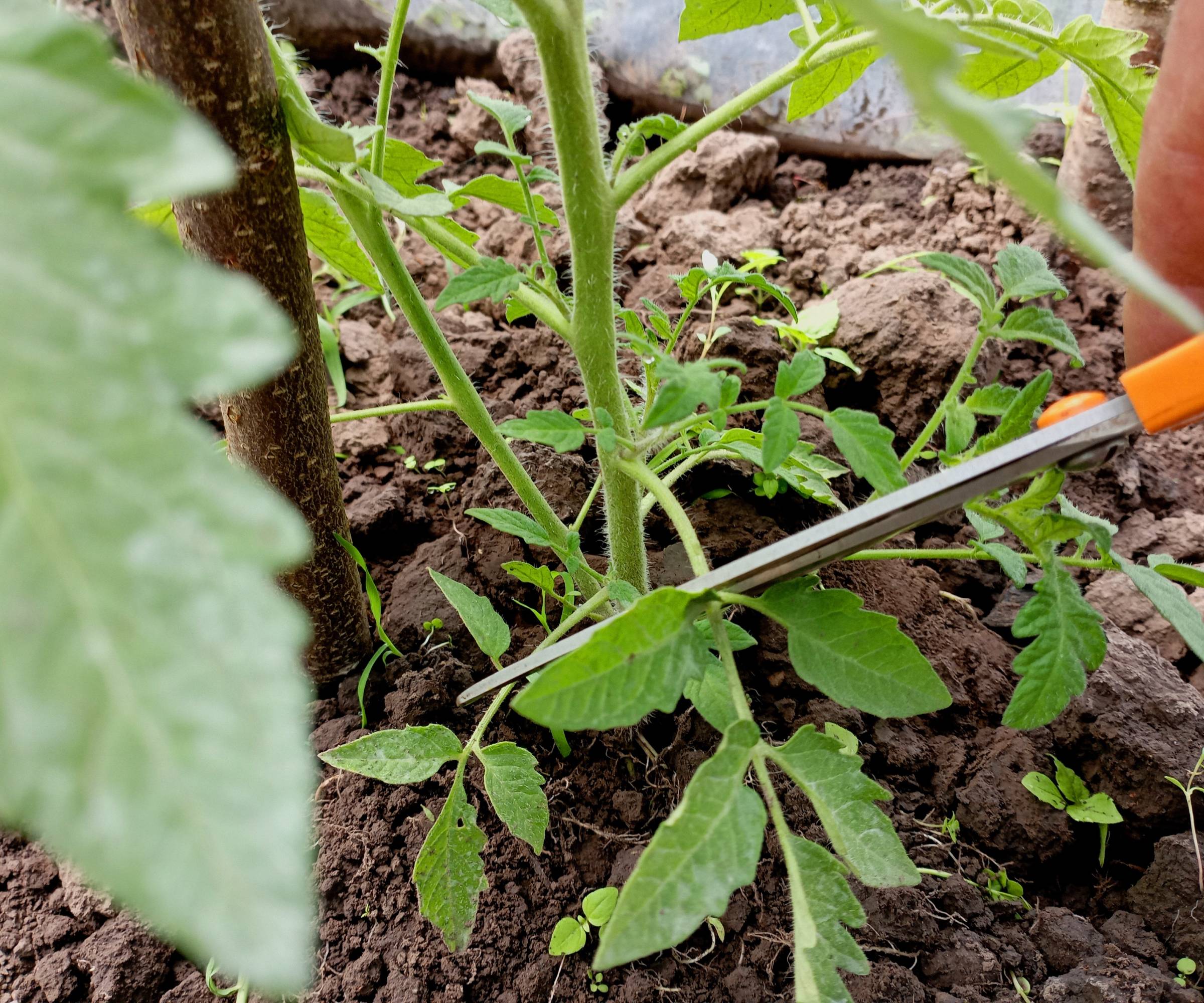 Scissors cutting off lower branches of a tomato plant