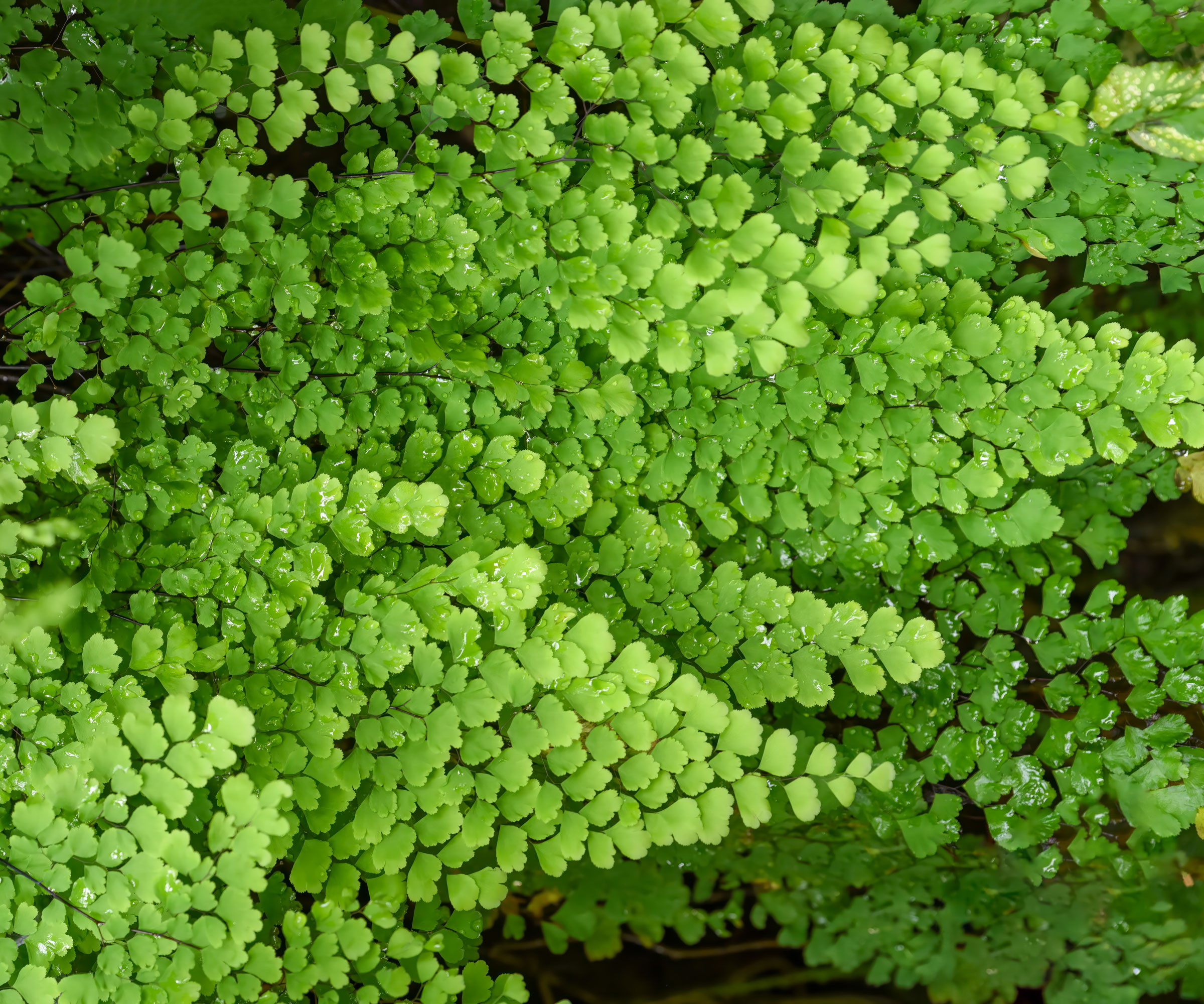 maidenhair fern showing bright green fronds