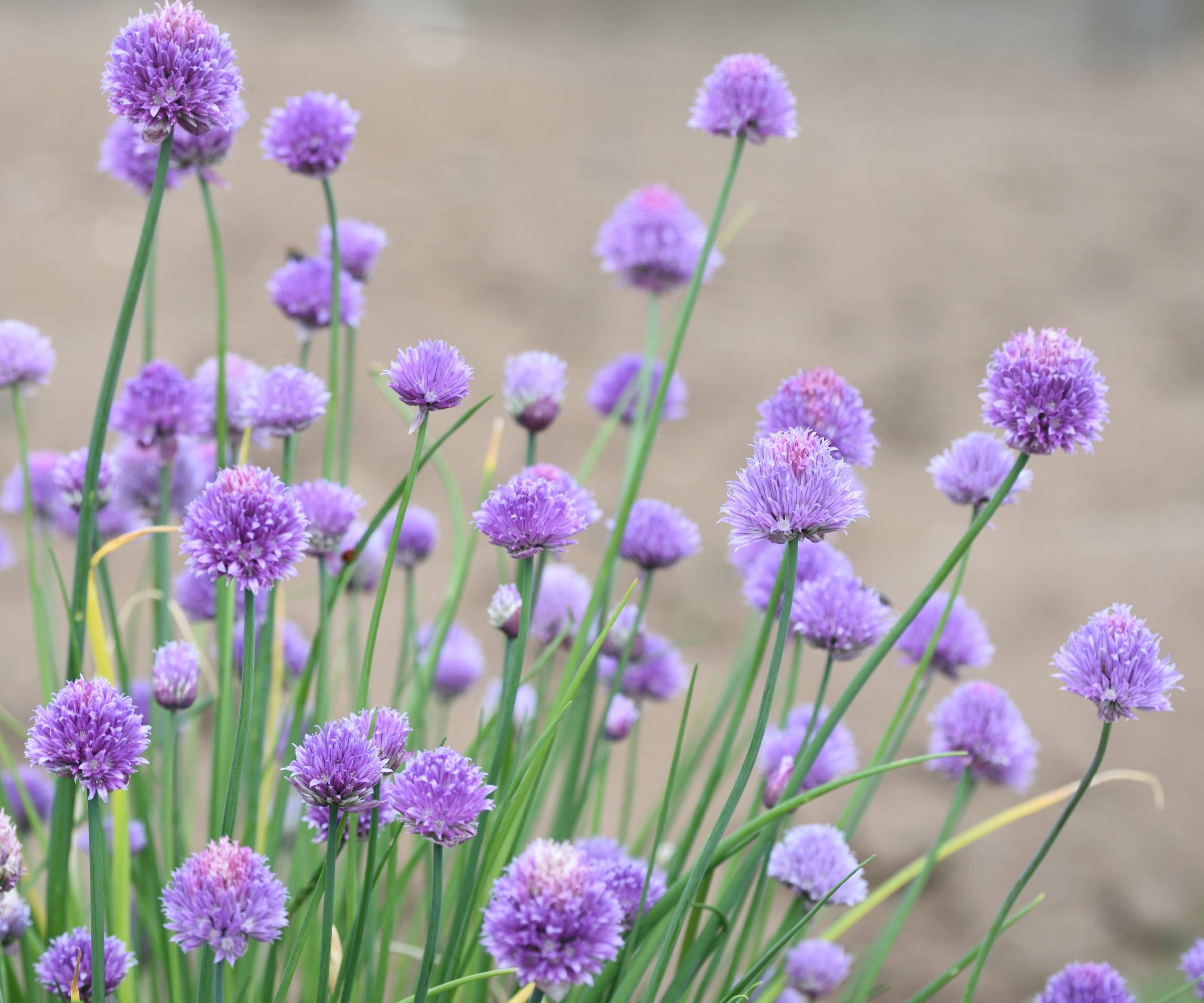 Chives with purple flowers