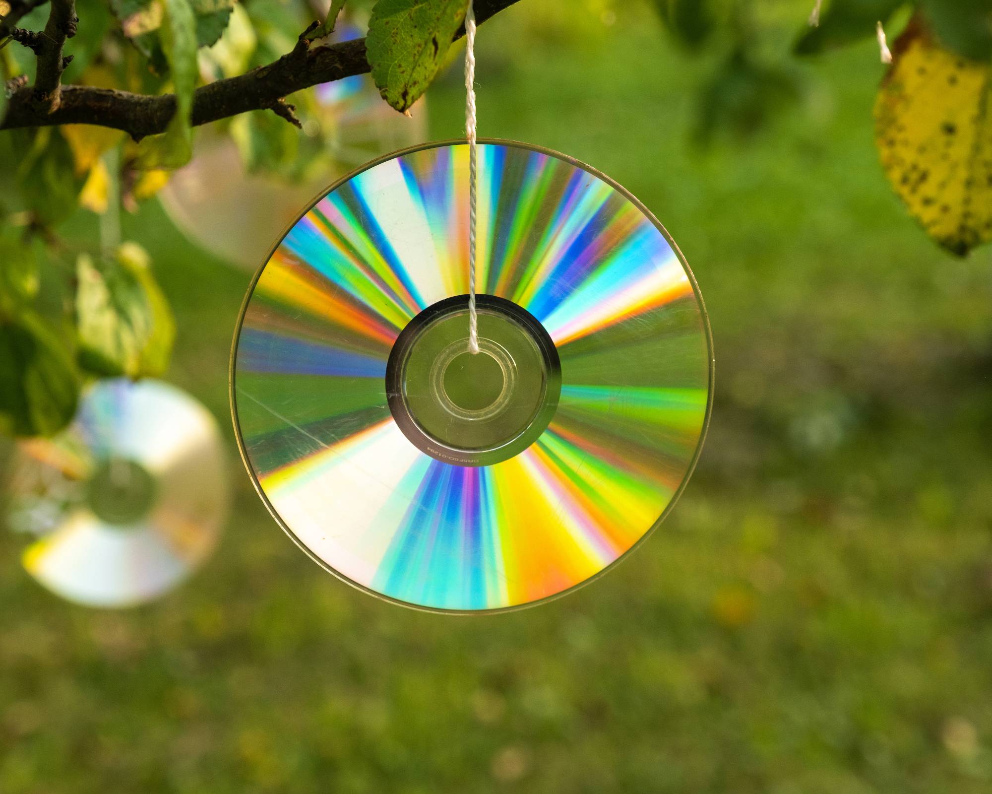 CD hanging in shrub as a bird deterrent