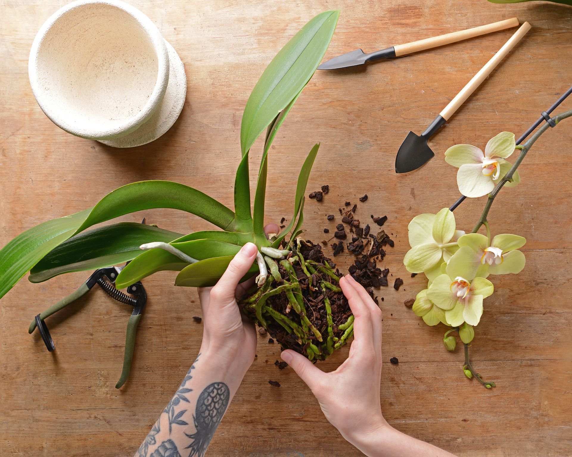 Grower repots orchid and loosens potting mix from around the roots